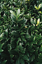 【绿色】Green