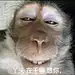 没有什么吗喽表情包能逗笑我了