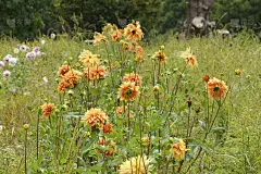 澳大利亚维多利亚的野花