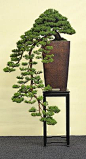 Bonsai - Living Art: International Bonsai and Kusamono Exhibition Hallein 2013