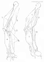 triceps, biceps, arm anatomy