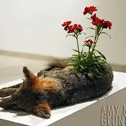 柒次月圆
