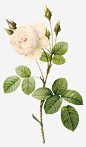 白玫瑰png免抠素材_新图网 https://ixintu.com 白玫瑰 玫瑰 手绘 花束 花朵