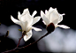 白玉兰
Magnolia
别名：木兰、玉树、望春、应春花、玉堂春、辛夷花
生长环境：原产自中国，现世界各地广泛种植。
