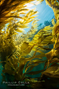 The Kelp Forest offshore of La Jolla, California. A kelp forest. Giant kelp grows rapidly, up to 2' per day, from the rocky reef on the ocean bottom to which it is anchored, toward the ocean surface where it spreads to form a thick canopy. Myriad species