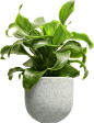 盆栽植物png