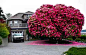 加拿大125岁的杜鹃花“树”：要知道杜鹃花一般被认为是灌木的哦！