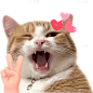 小红书meme搞怪爆款封面动物猫咪贴纸