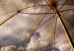小象……采集到雨