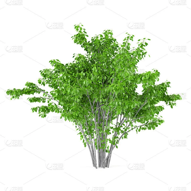 Bush tree isolated.素材-花瓣网