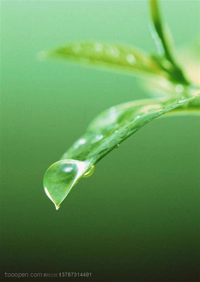 树木树叶-树叶尖部挂满了雨水高清图片素材