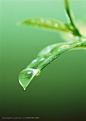 树木树叶-树叶尖部挂满了雨水高清图片素材