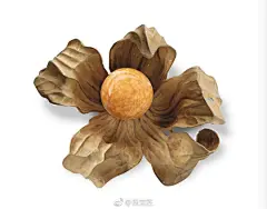 扒拉出这条。“菇茑”，又叫菠萝果、哥伦比亚龙珠果。学名是酸浆，但是吃起来奶香味浓浓的，甜甜的，一点也不酸。法国人叫它physalis，经常在高级甜点上非常矜贵的摆上一个，很贵。还有个别名叫amour-en-cage，就是笼中之恋的意思，可以脑补一出虐恋大戏。