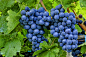 Grape by Vendenis   on 500px