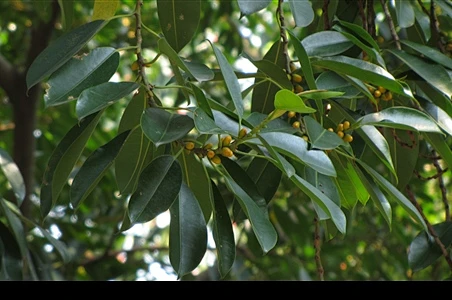 印度榕 Ficus elastica|iPlant 植物智——植物物种信息系统-花瓣网