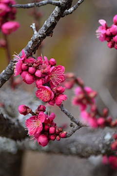 S时月S采集到花、植物