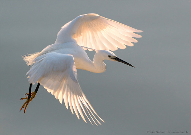 Little Egret