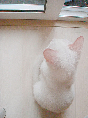 #萌宠# 柔软的小白猫~好喜欢