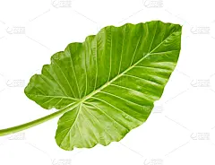 巨大的,剪贴路径,热带气候,灌木,叶子,白色背景,芋头,象,姿态优美,夜晚