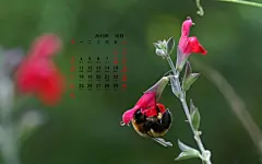 高清2010年10月花卉宽月历壁纸桌面壁纸2