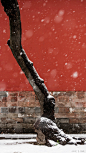 #紫禁城的初雪#意料之外的密匝纷扬。今日入宫，可择一隅，静听碎玉……