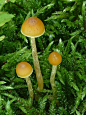 小水母菇 #蘑菇#