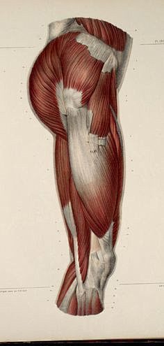 dawner66采集到腿部骨骼肌肉