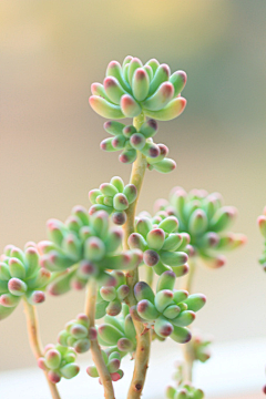 ♡小蝴蝶♡采集到植物*果实