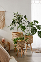 Rattan Standing Planter : Shop Rattan Standing Planter at Urban Outfitters today. Discover more selections just like this online or in-store.  Shop your favorite brands and sign up for UO Rewards to receive 10% off your next purchase!