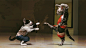 Kung Fu animals cats funny funny animals wallpaper (#1377193) / Wallbase.cc