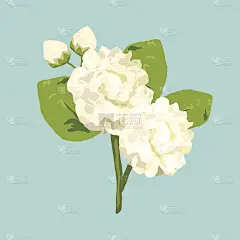 泰国茉莉花插画母亲节，孤立载体