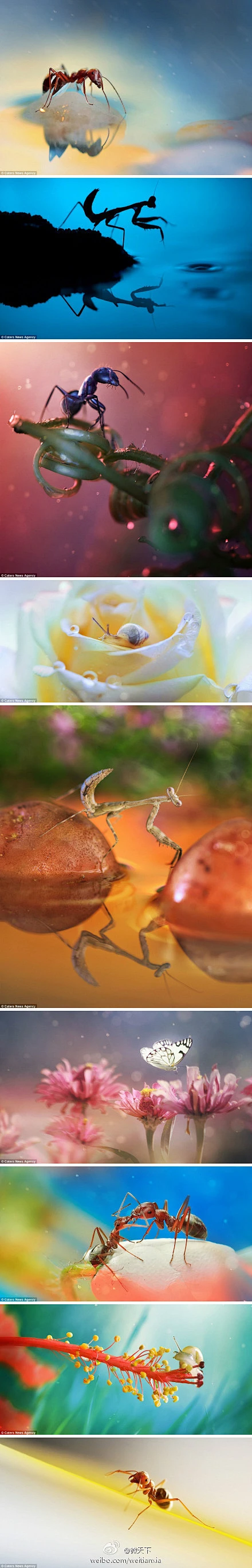 微天下：【组图：一花一世界 一虫一晴天】对于一名优秀的摄影师而言，无论在什么样的环境中拍摄，Ta均能酝酿出高品质的精良照片。马来西亚的这名摄影师就是在自家后院里拍摄出了如此接地气而又绚丽的精品。山光悦虫性，潭影空人心；自在飞花轻似梦，无边丝雨细如愁...(完璧)