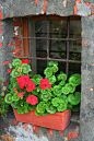 Red Geranium | Geraniums | Pinterest