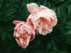 牡丹花高清摄影素材