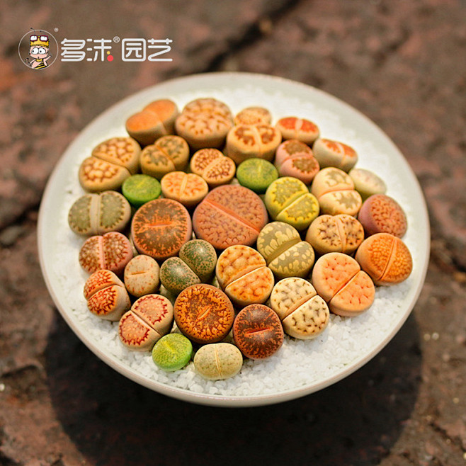 生石花多肉植物包邮特价新手套餐南非混一红...