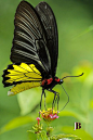 Troides Helena Butterfly