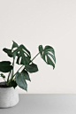 Elevated minimalist botanical stock photo by Moyo Studio — minimalist design, simplicity, minimalism, minimalist, minimal, minimalist interiors, minimalist aesthetic