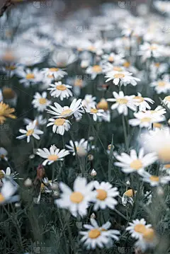 在绿地中的选择焦中垂直拍摄的雏菊，适用于电话壁纸