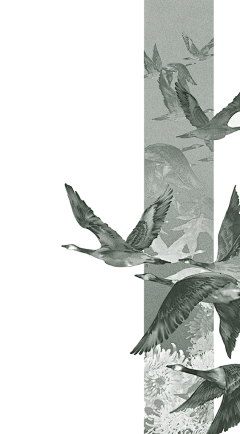 用户BuZG11TK采集到竹子