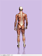 人体肌肉骨骼-站立的男性背面肌肉骨骼图