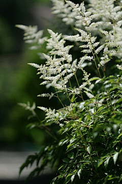 芳香盈路采集到驻足 留恋