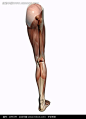 人体腿部肌肉骨骼结构图（右腿后面）图片