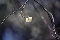 借梅抒怀之叹春 (9)