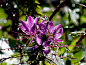 【美图分享】Arlie Sh的作品《Cleome spinosa》 #500px#