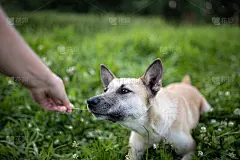 夏天在草坪上散步时，一只顽皮的小黄狗摇着尾巴