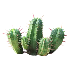 仙人掌