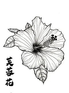 黑白装饰画手绘线稿 芙蓉花 - 小红书
