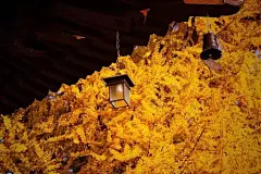 美了1400年的西安古银杏树，被一群堵门的懒汉“玷污”了 : 转眼已入深秋，这几天西安城内外的温度不怎么高，大家都早早的裹上了自己的秋衣秋裤。温度虽低，但大家对美景的向往是矢志不渝的。秋天是银杏的季节，西安周边有好几处银杏树，但最让大家...