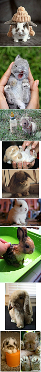 Baby bunny！萌SHI人不偿命的兔宝宝们！慎点啊！
