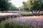 A Moroccan olive grove that garden designer Luciano Giubbilei underplanted with 14,000 fountain grasses.